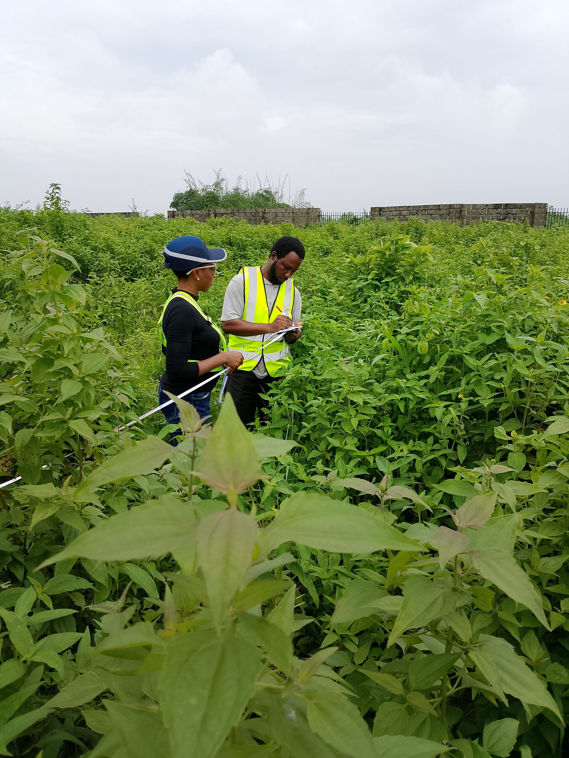 environmental_services